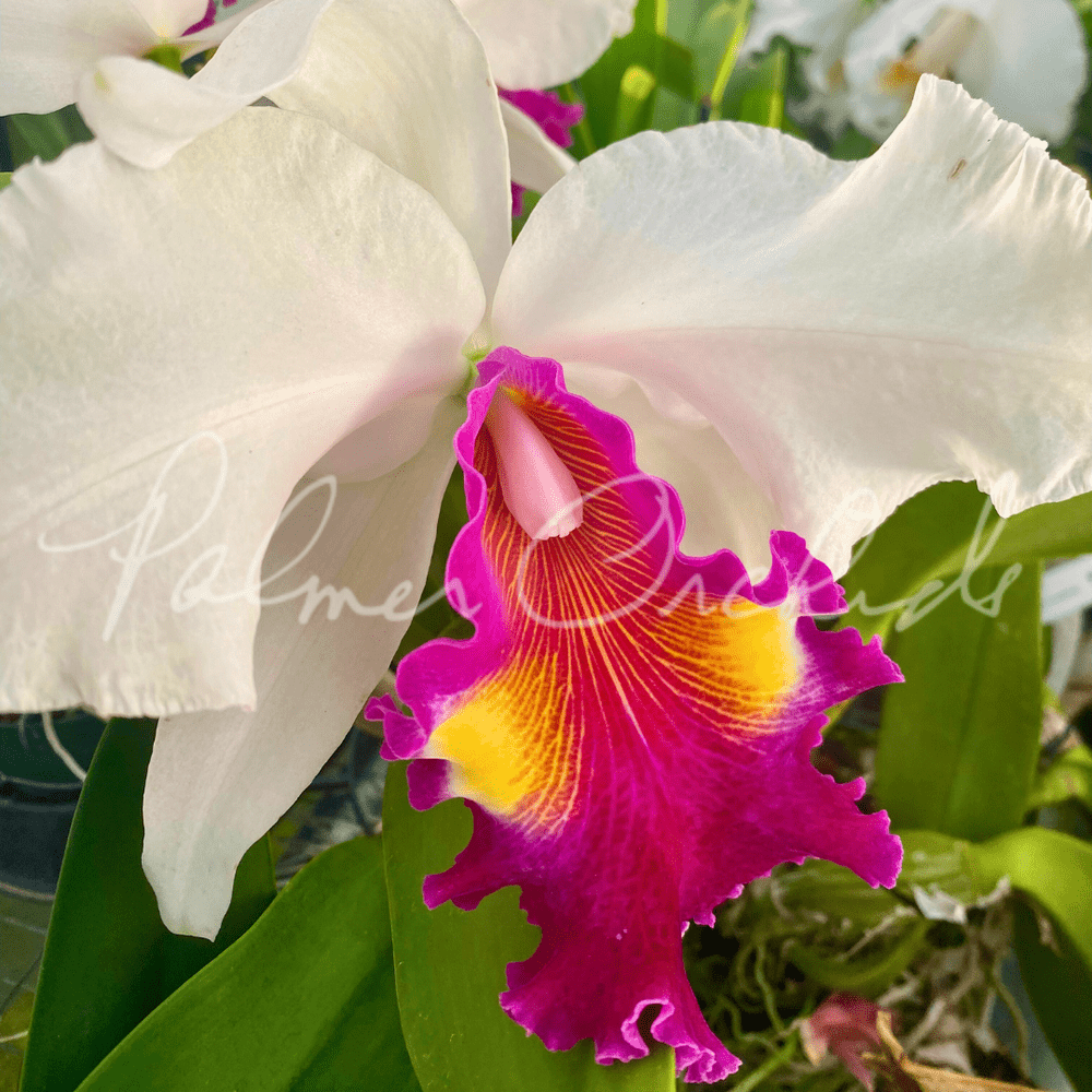 Cattleya De Loris Ziegfeld 'Caruthers' AM/AOS — Palmer Orchids